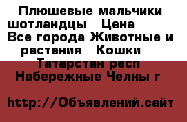 Плюшевые мальчики шотландцы › Цена ­ 500 - Все города Животные и растения » Кошки   . Татарстан респ.,Набережные Челны г.